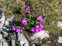 010 Clusius Primel (Primula clusiana)